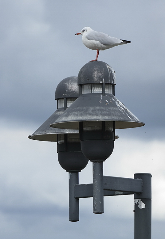 Tiere Mecklenburgische Seenplatte SAM_4612 Kopie.jpg - Im Hafen von Steinhude